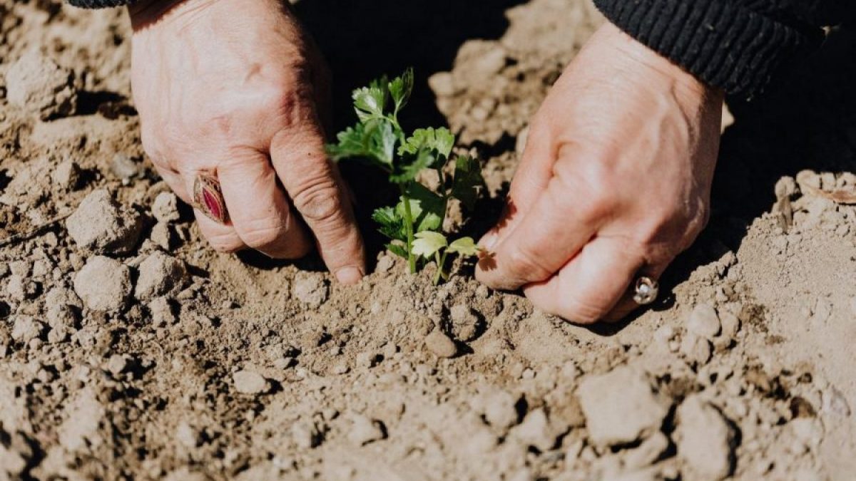Rooted in a belief in the value of agriculture.